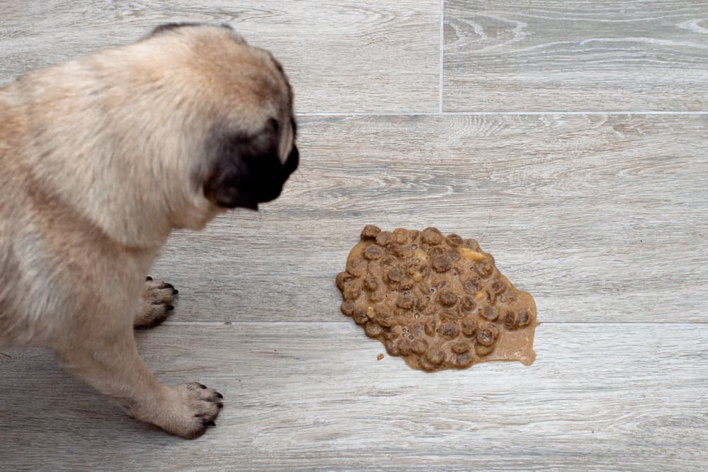 Dog regurgitating dinner