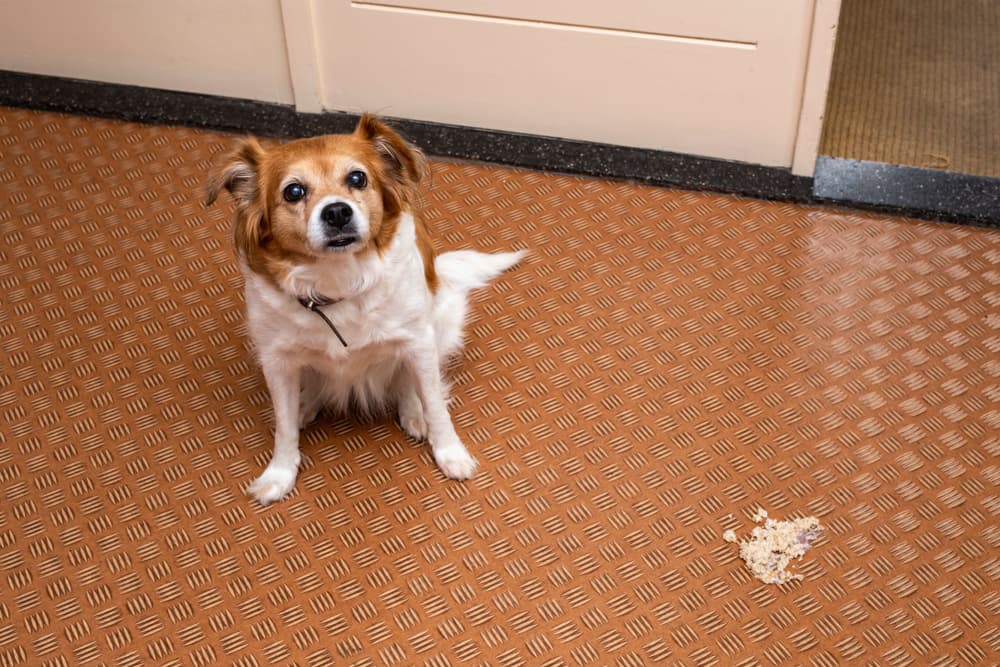 Dog sitting next to vomit
