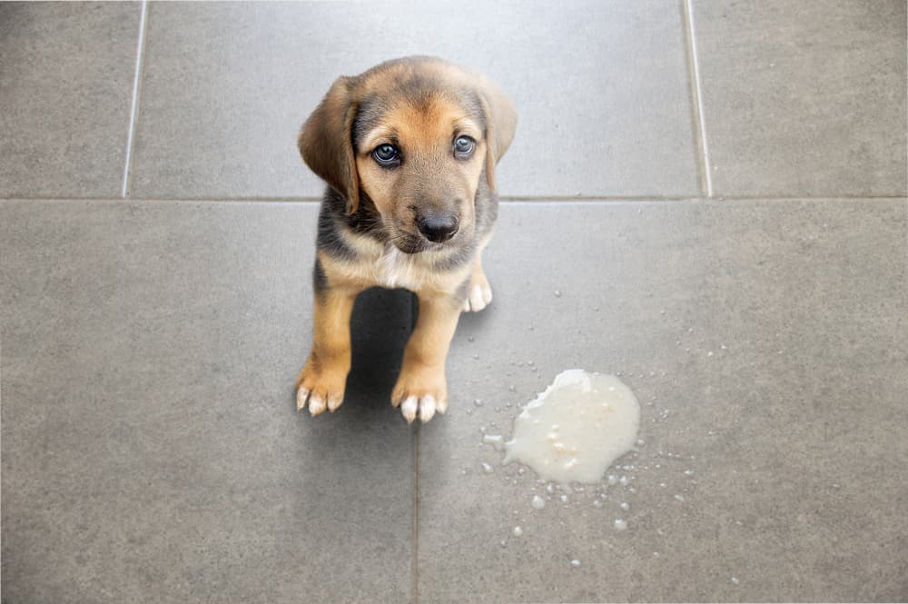 Puppy sitting next to vomit on the floor