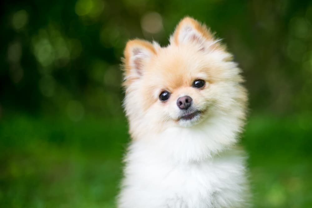 Dog head tilted looking concerned