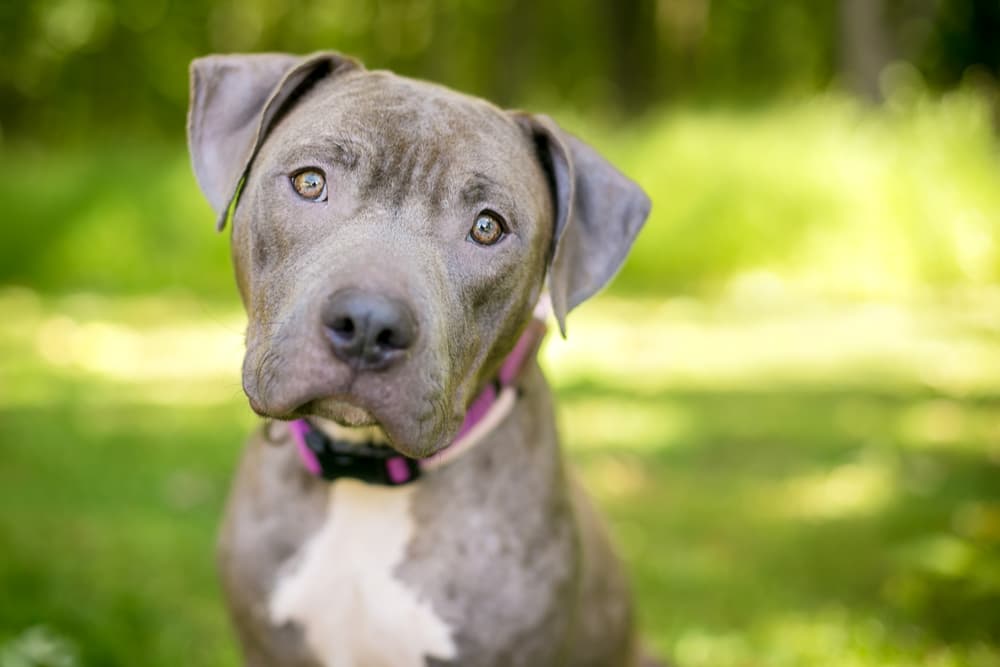 Dog Vomiting Yellow: Causes and Treatment