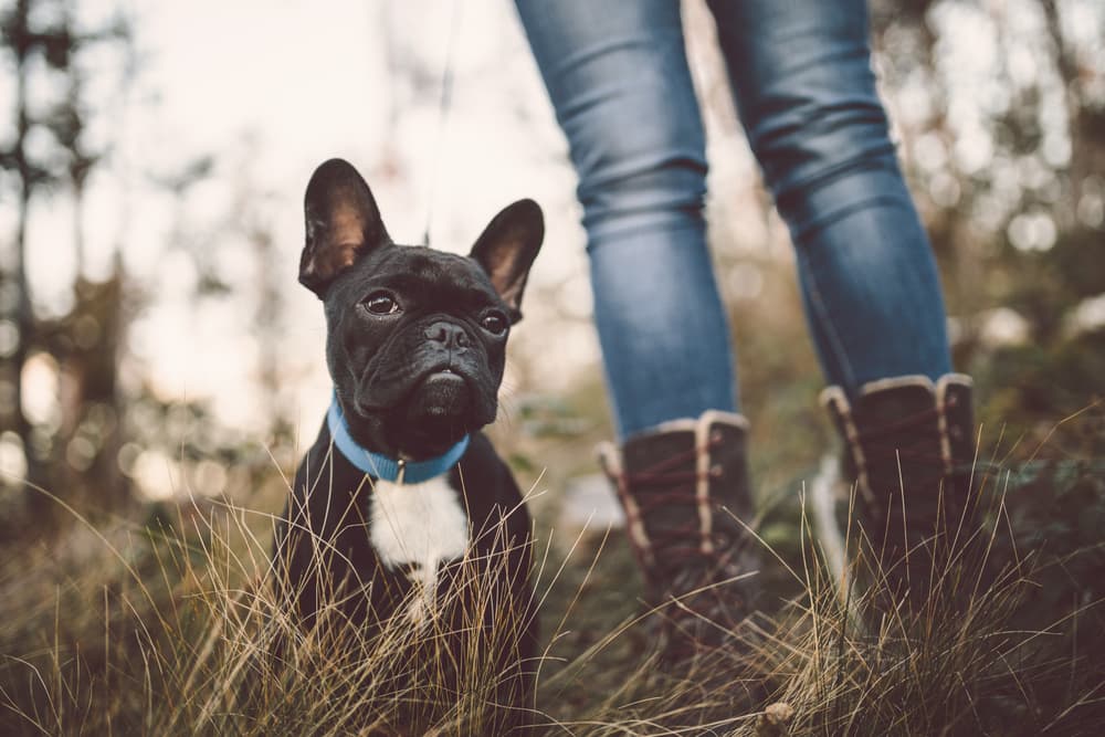 Dog on a walk with owner