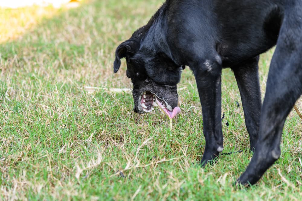 Dog vomiting up yellow