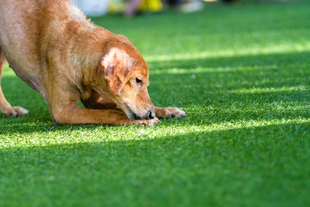 Dog chewing at scab on paw