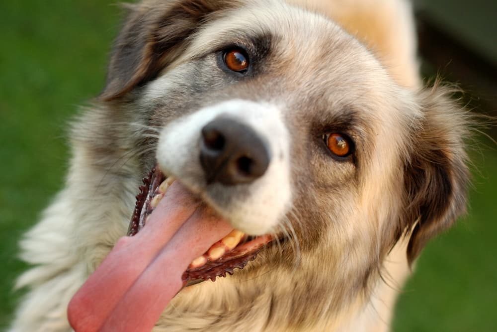 Happy dog smiling with healthy fur
