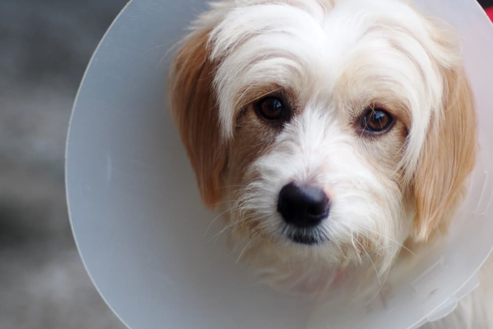 Dog wearing an e-collar because of scabs