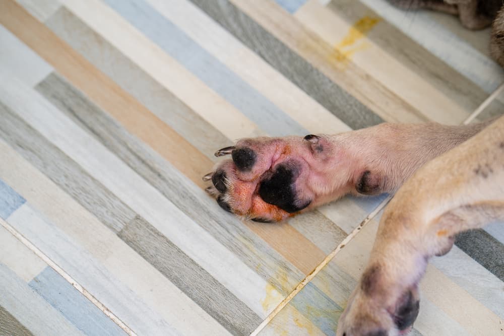 Close up of scab on dog's paw