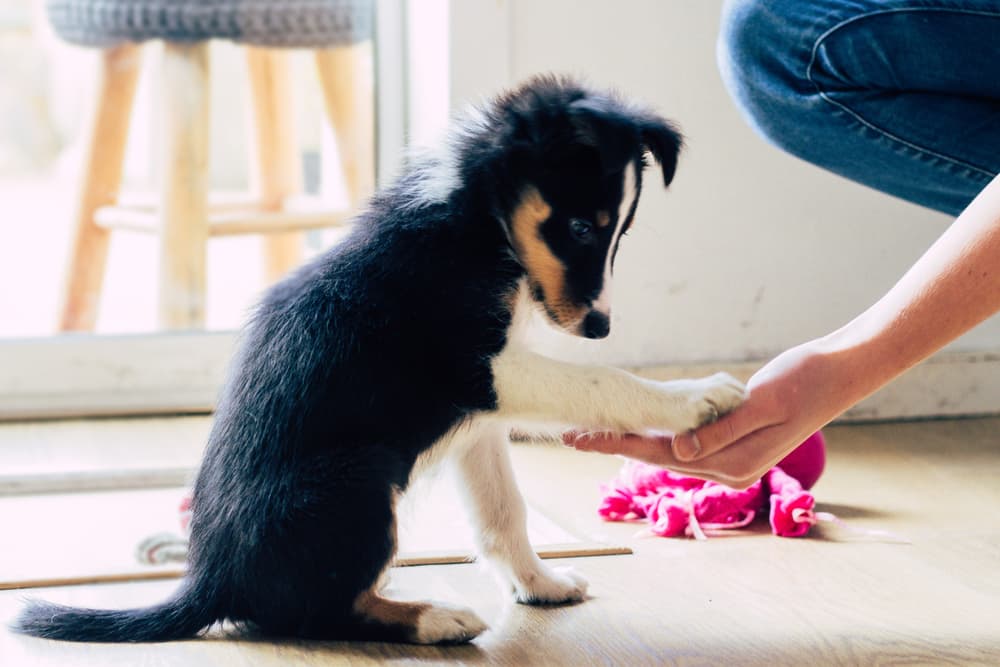 Puppy being trained