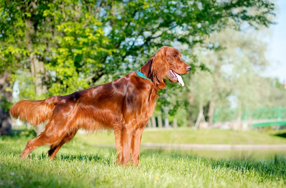 smiling red dog looks on