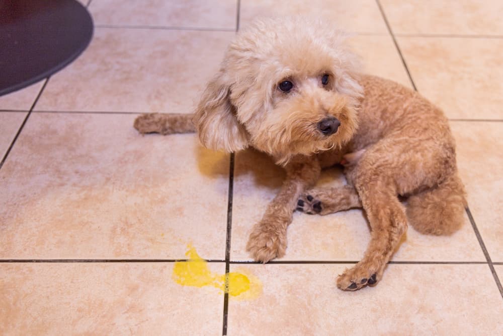 Dog laying next to their yellow vomit