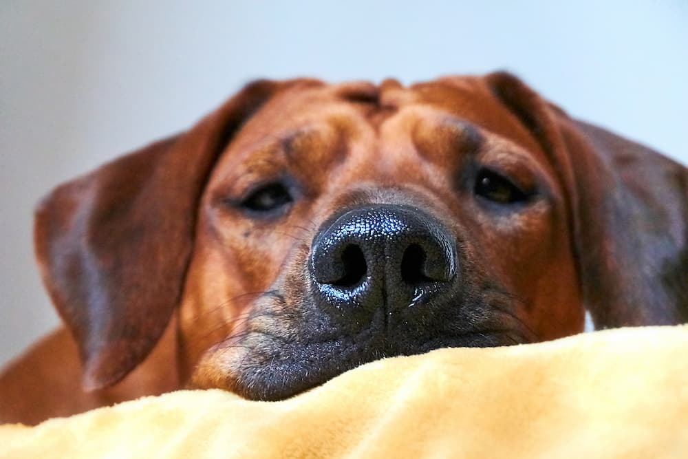 Cute red dog staring at camera