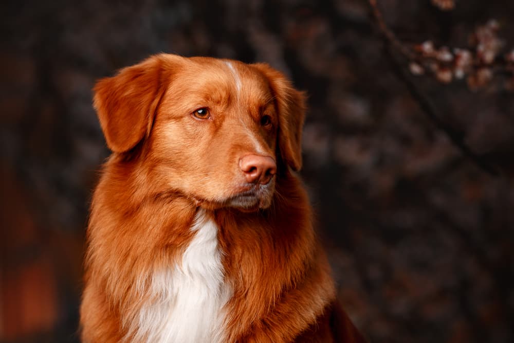 Nova Scotia Duck Tolling Retriever red dog