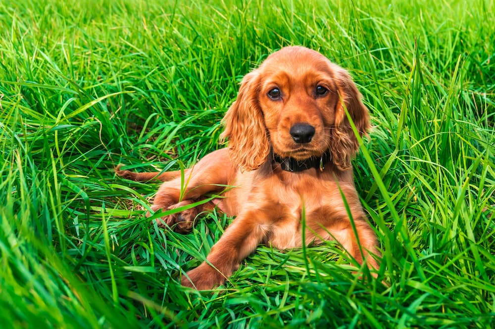 cute red dog sitting in grass