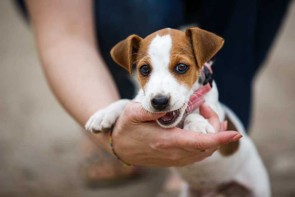 Puppy biting hand