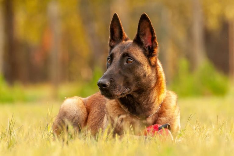 Belgian Malinois dog breed laying in grass
