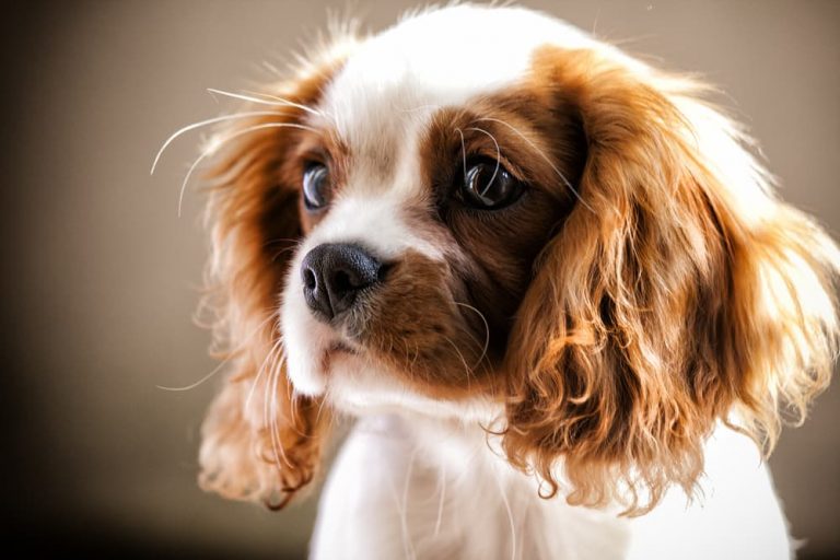 Young Cavalier King Charles Spaniel looking past the camera