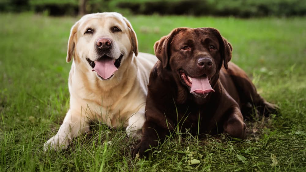 Labrador Retriever