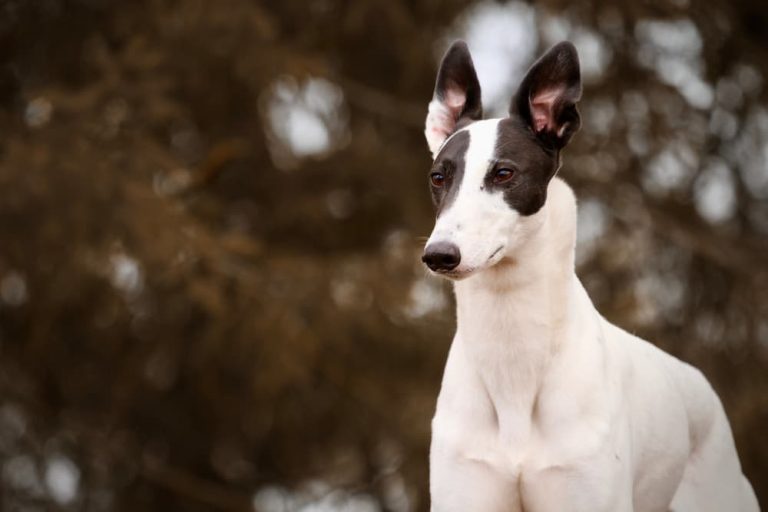 Black and white Lurcher dog looking past the camera