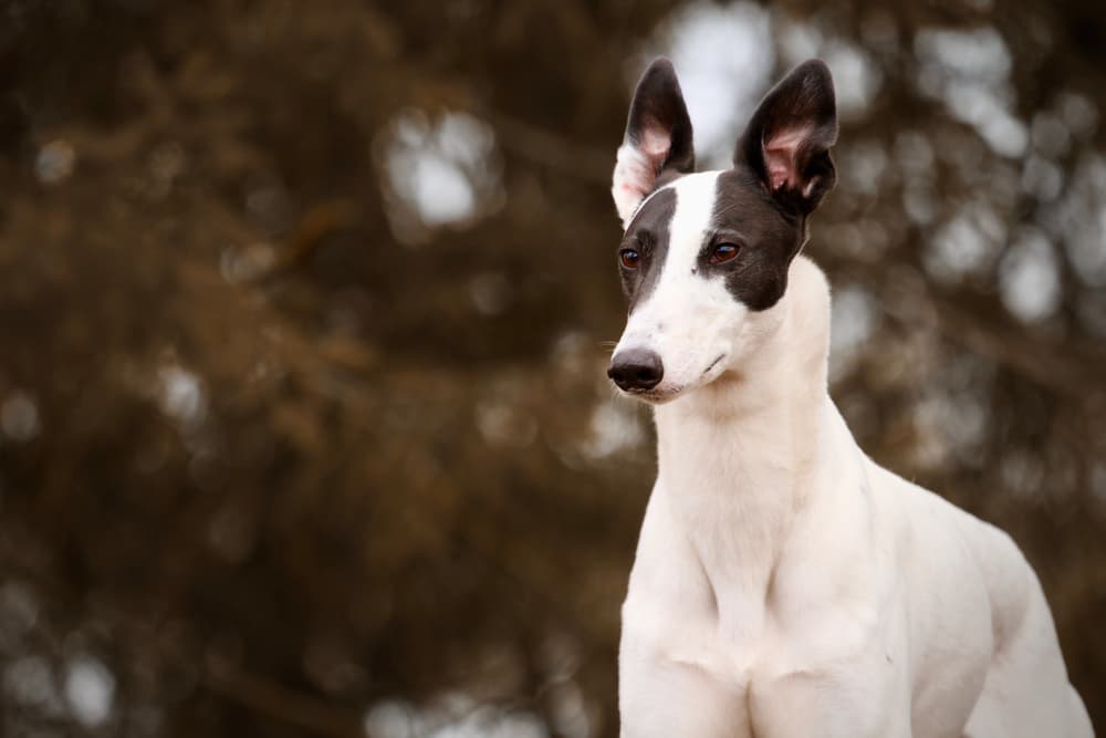 Lurcher