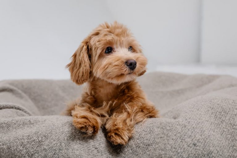 Maltipoo Laying in His Bed