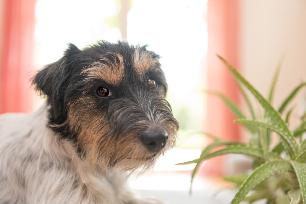 Aloe Vera for Dogs: Benefits and Products to Try