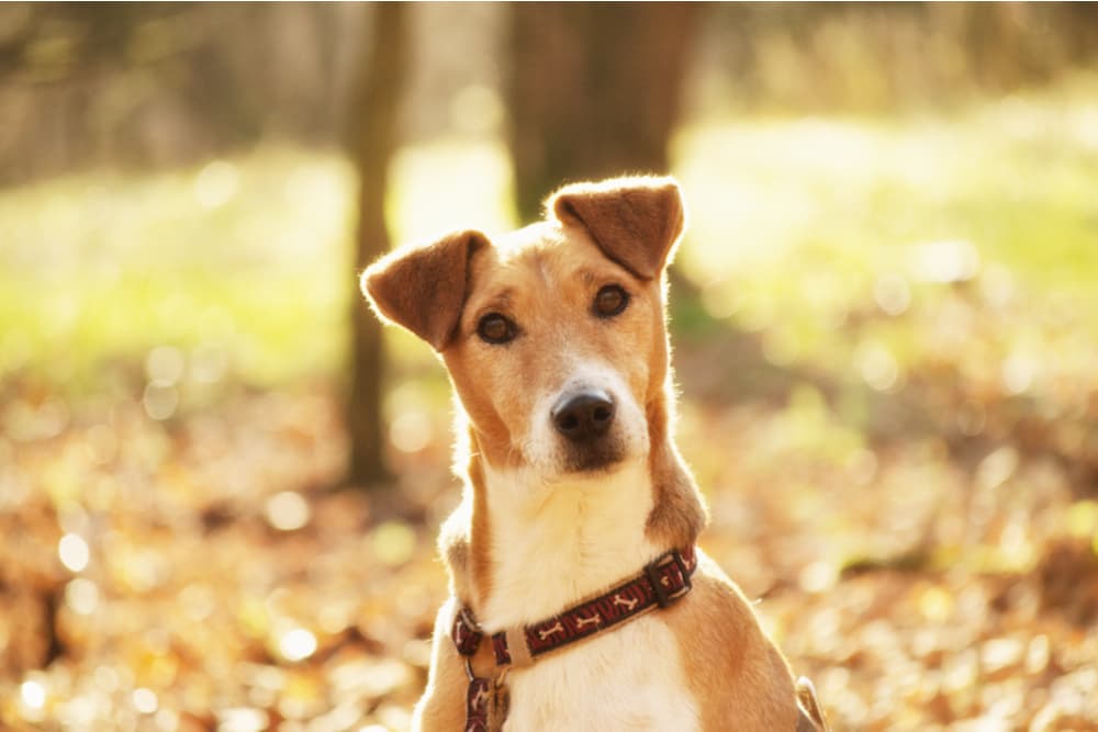 Black Dog Poop: What it Means