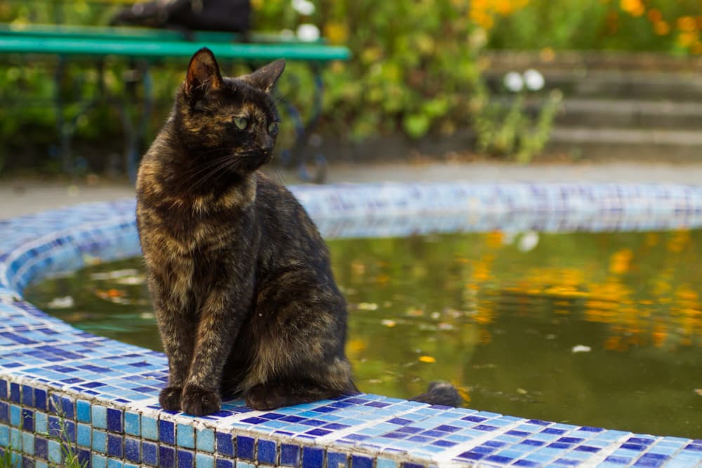 Cat sitting by edge of pool