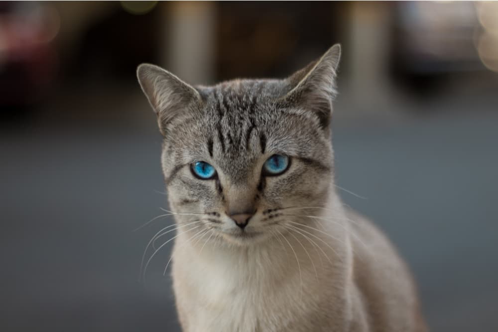 Cat looking confused