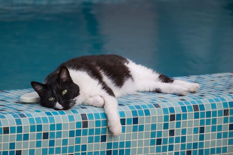 Cat laying resting by the side of a pool