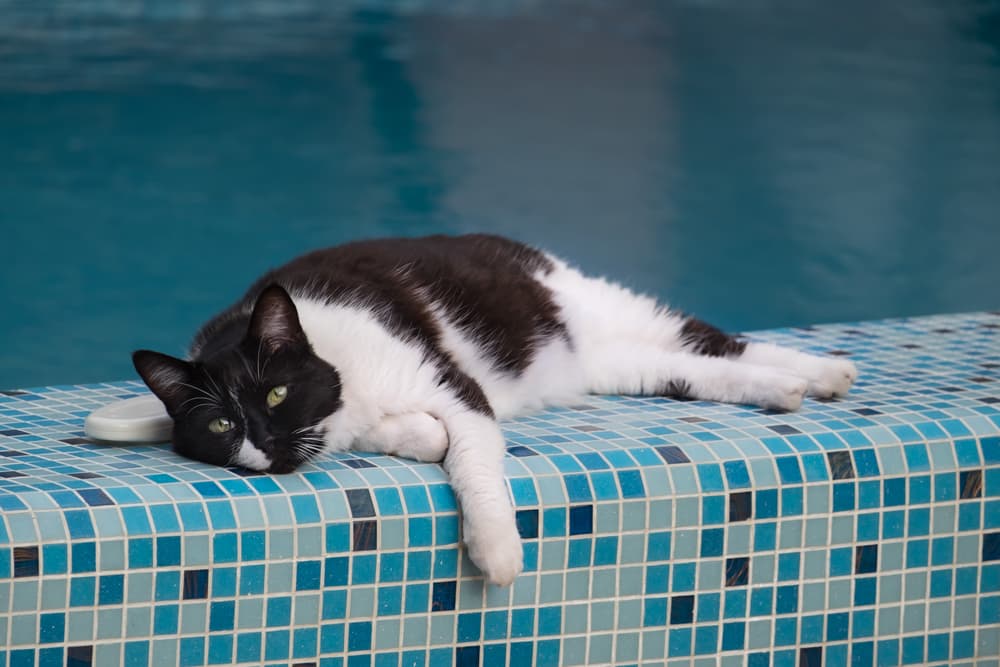 Can Cats Swim?
