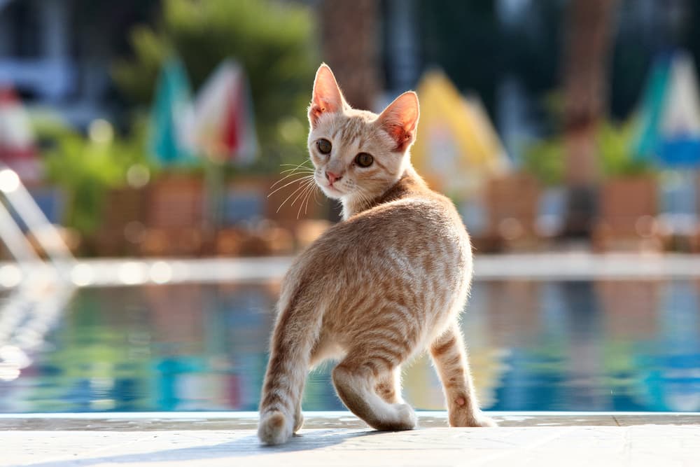 Cat head tilted twisted around by the water