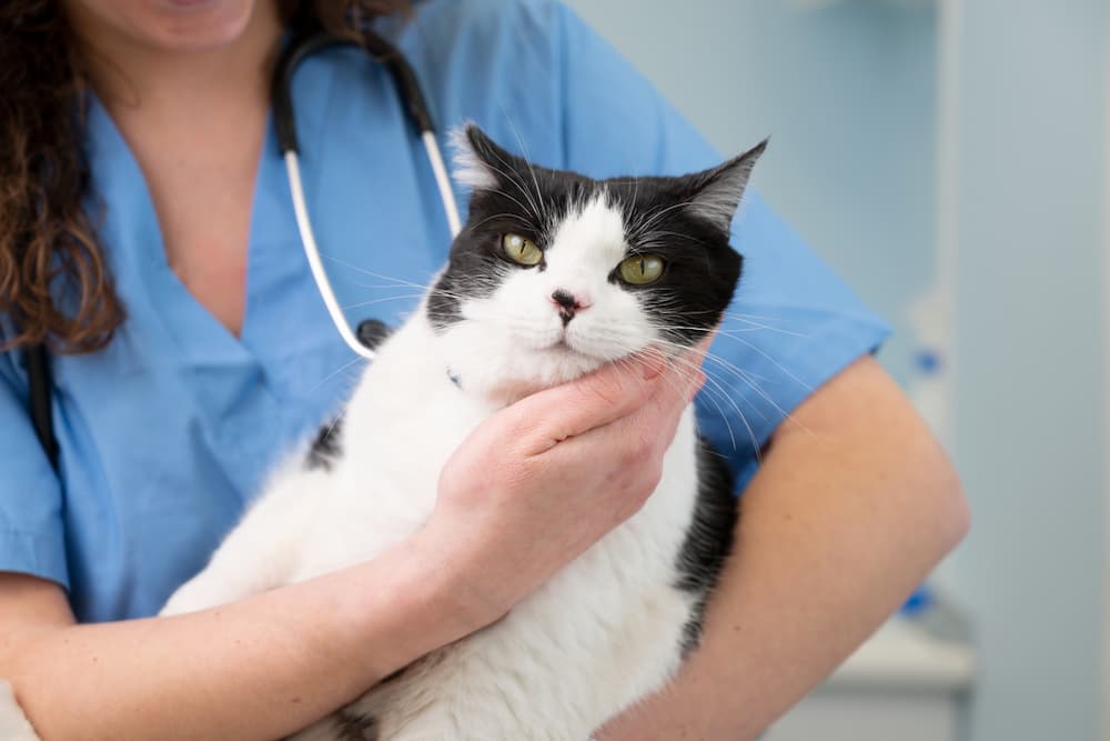 Cat at the vet