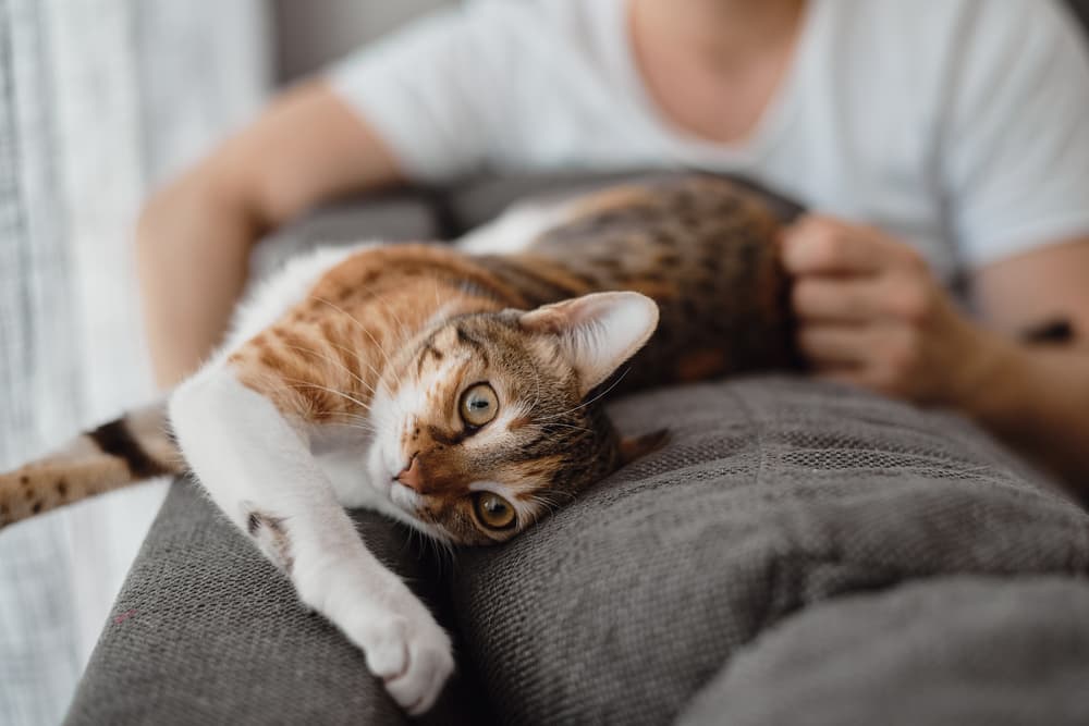 Cat at home with owner stretched out on couch