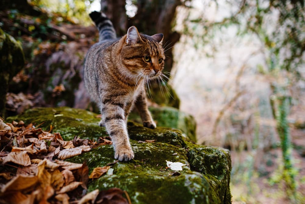 Can Cats Get Lyme Disease?