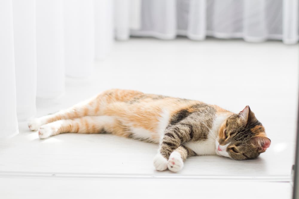 Cat laying on the floor