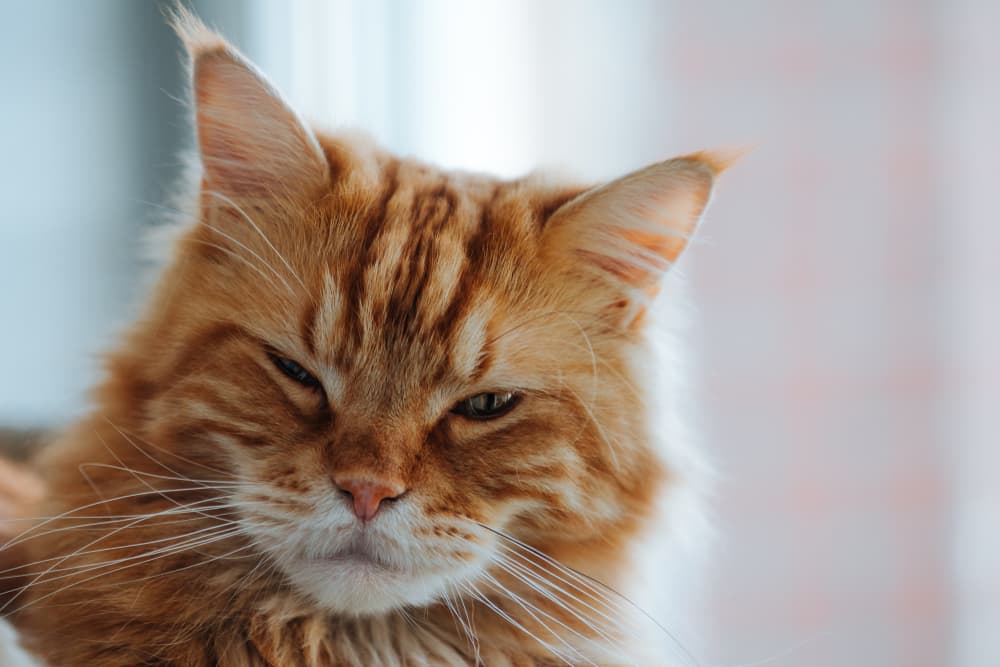 Cat furrowed brows eyes closed winking to camera