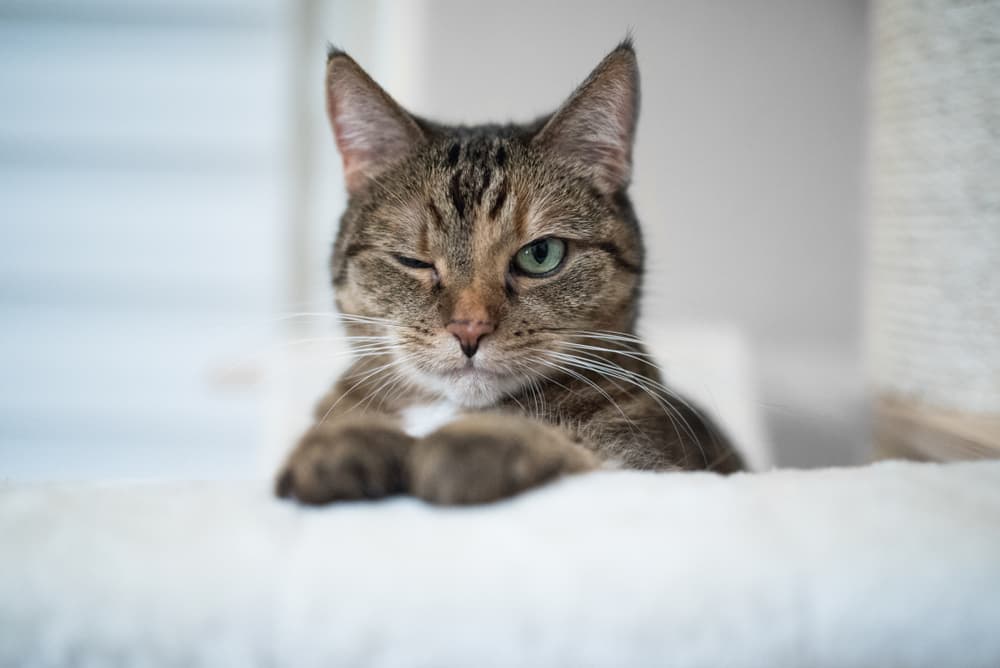 Cat Winking: Why They Do It and What It Means