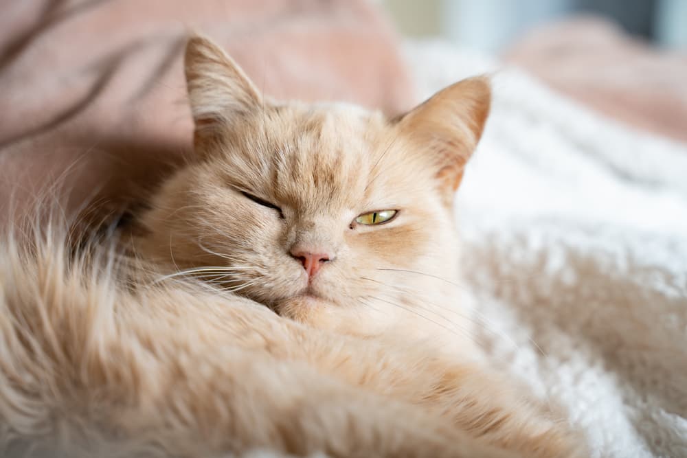 Sweet cat winking at owner