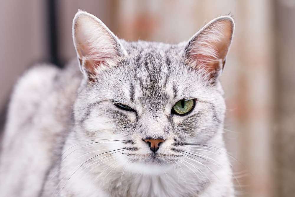 Cat winking to camera looking sweet