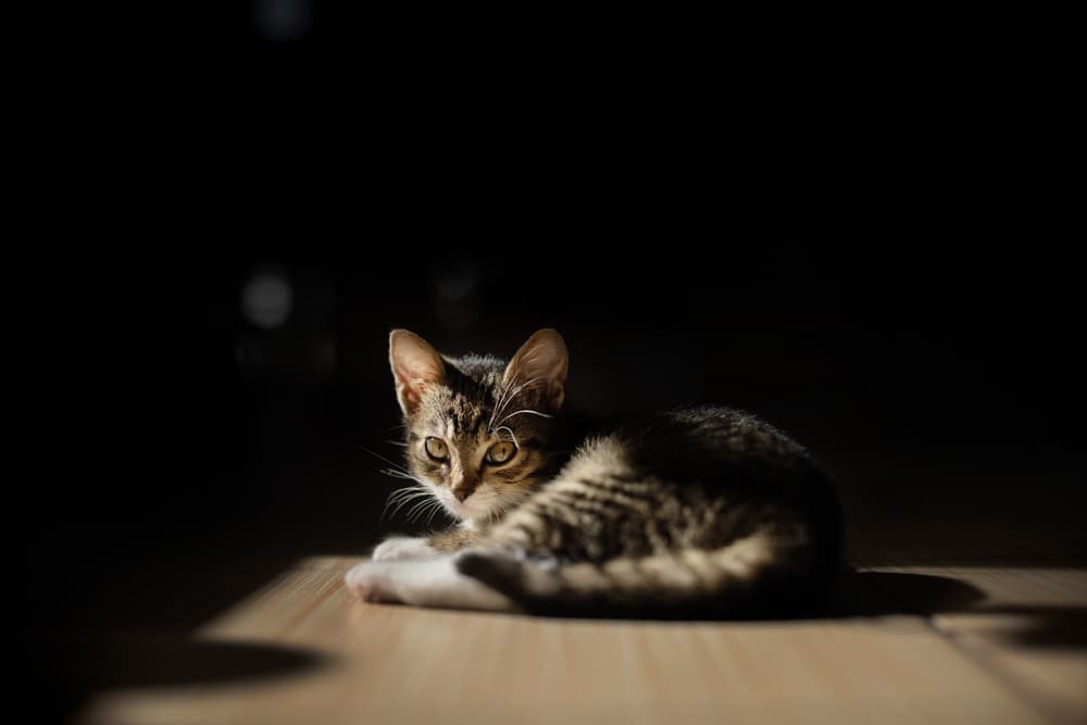 Kitten looking up in the sunshine shadow