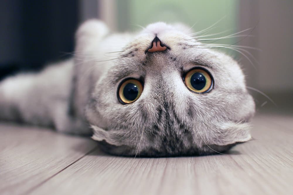 Cat belly up looking at the sky and owner
