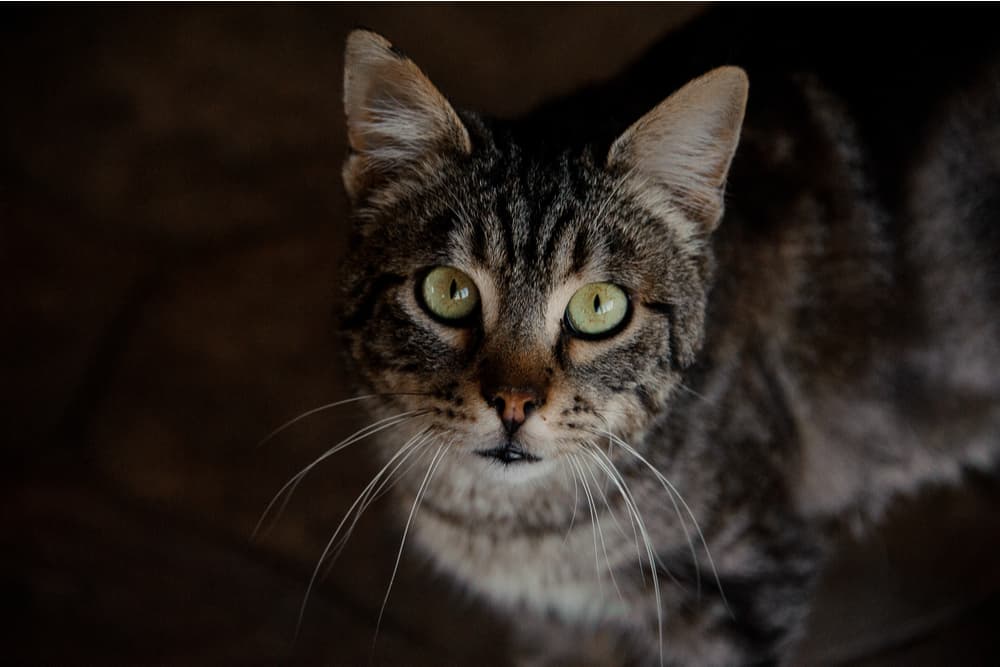 Can Cats See in the Dark?