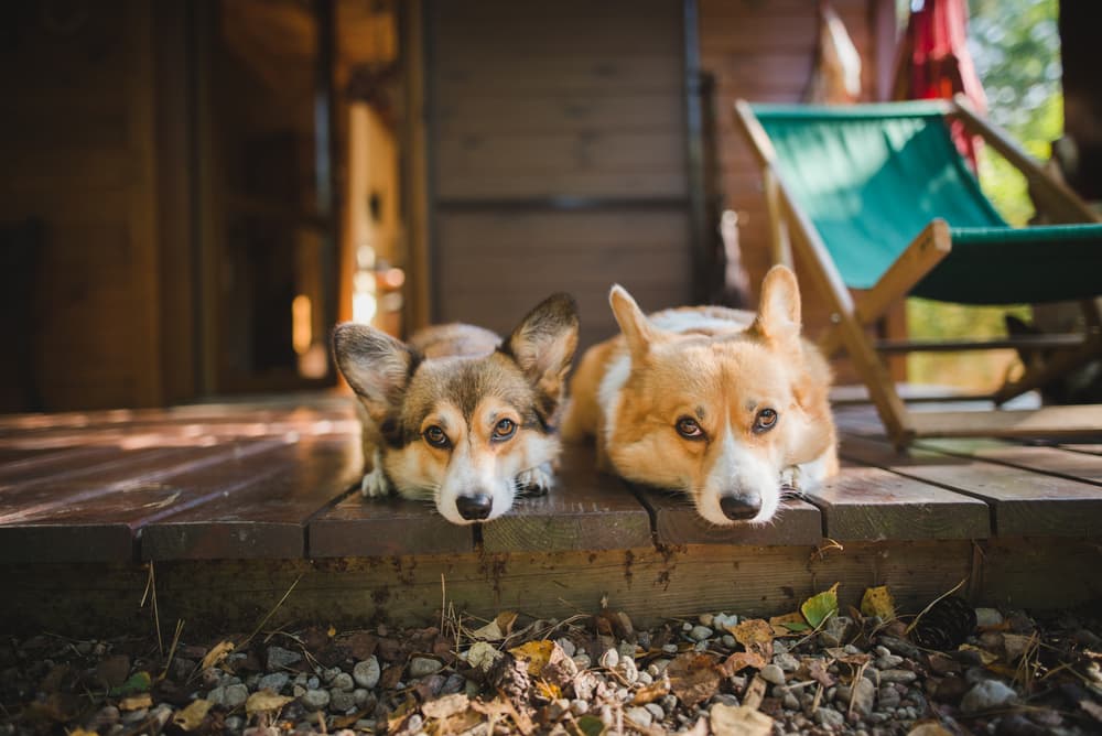Is Citronella Safe for Dogs?