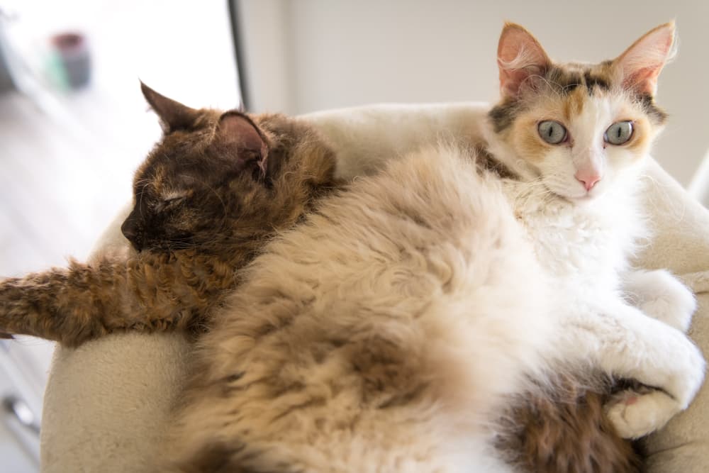 Two la perm cats