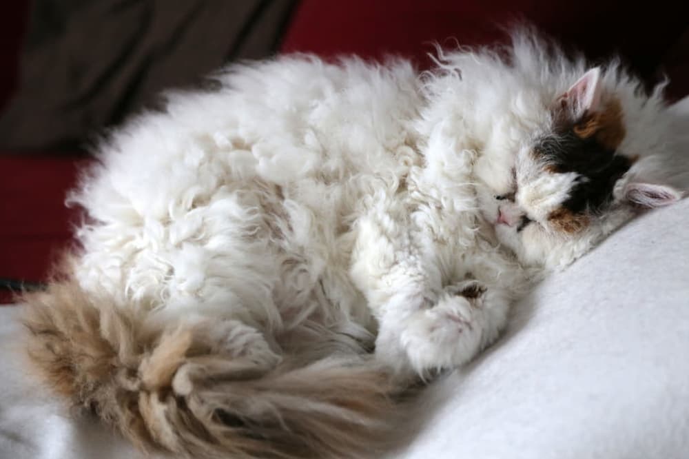 Curly haired cat breed Selkirk Rex
