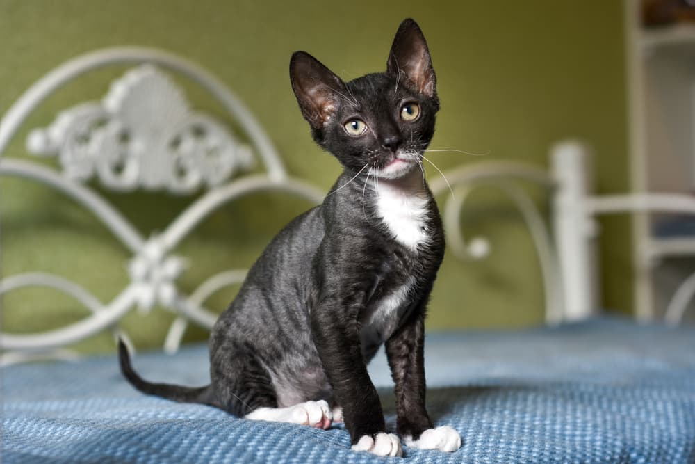 Ural rex kitten standing on bed