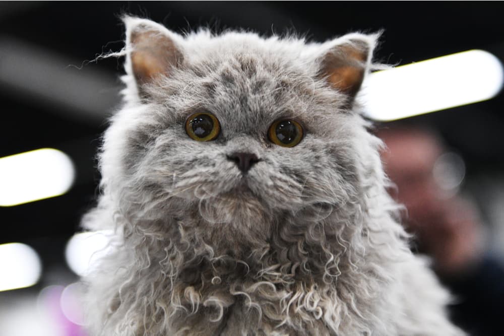 Curly haired cat breed looking at camera