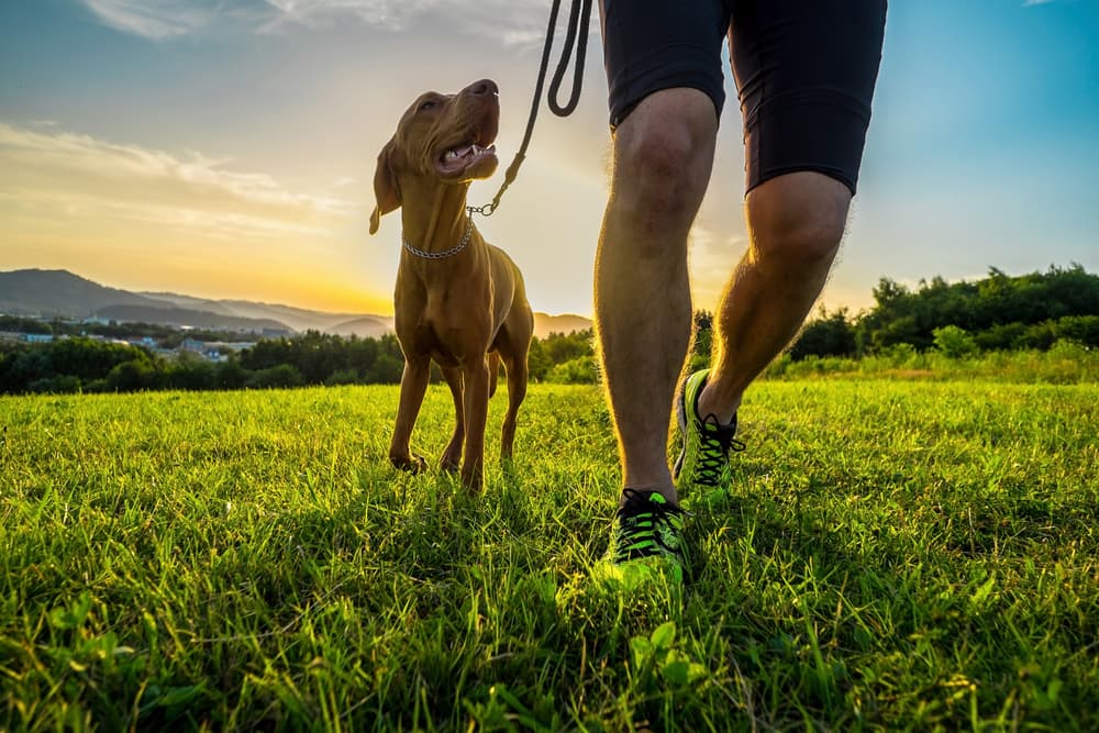 Dog walking with owner practicing training drop it