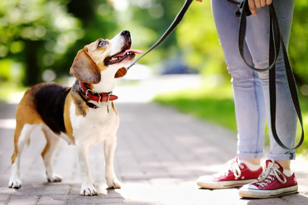 Dog walking with owner for drop it