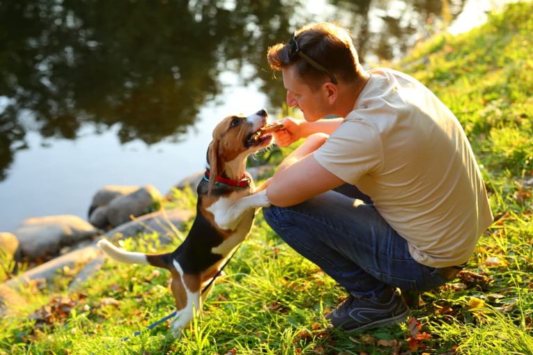 Owner trying to pull a stick out of dog's mouth